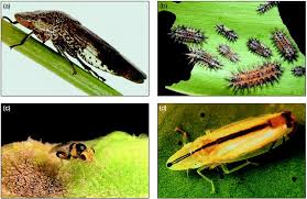 Baton rouge, ascension, zachary, livingston, and surrounding parishes. Biological Control Of Invasive Species Solution Or Pollution Messing 2006 Frontiers In Ecology And The Environment Wiley Online Library