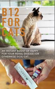 Cattle, horses, pigs, poultry, goats, sheep, dogs, cats. Giving Your Cat A Vitamin B12 Boost In 2020 B12 Shots Cat Vitamins Sick Cat