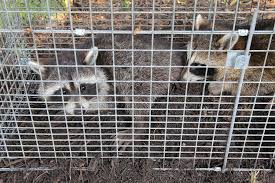 Natural pest control grants pass: Pest Control Exterminator Animal Trapping Grants Pass Or Pest Management Solutions