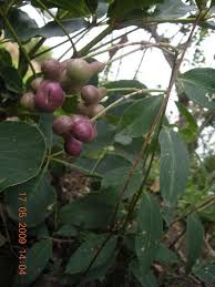 Image result for Maerua buxifolia