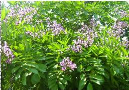 Image result for Millettia eetveldeana