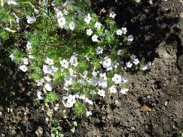 Image result for Polemoniaceae