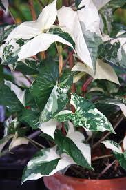 Provide enough, bright sunlight, and they'll continue to flower for long! Pin On Plants
