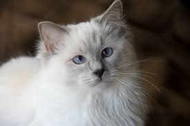 Ragdoll 7 Months Old Www Ribbonsragdolls Com Ragdoll Cat Beautiful Cats Cute Cats