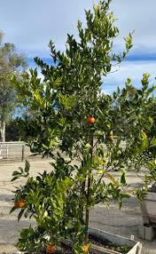 Image result for Citrus reticulata