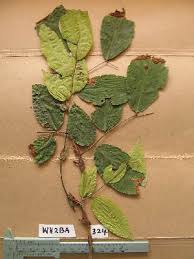 Image result for Crudia