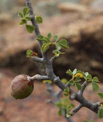 Image result for Commiphora angolensis