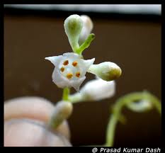 Image result for Cuscuta cassytoides
