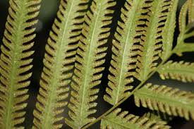 Image result for Amblovenatum opulentum