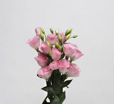 Image result for eustoma flamenco