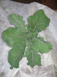It is a naturally occurring garden hybrid from the berkeley farm that appears to be a cross between the merritt tree collard, green tree collard, and maybe even purple tree collard. Organic Perennial Purple Tree Collard Cutting 1 Each Other Plants Seedlings Plants Seeds Bulbs