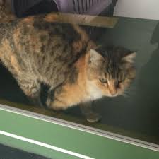 Ankara Kedi Oteli Incek
