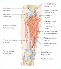 Home remedies can often alleviate the pain, but medical treatment may also be. Anteromedial Thigh Basicmedical Key