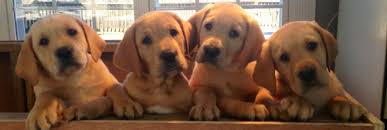 Even though they enjoy strangers, labs always come back to their home tribe. Puppy Labrador Retriever Fox Red Cuteanimals