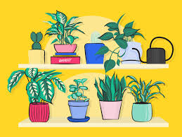 11 types of palm tree. 21 Types Of Indoor Plants Large And Small