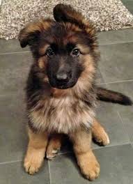 Pin By Marsha Humphreys Badgett On Luv All Pets Cute Dogs Dogs And Puppies Top 10 Dog Breeds