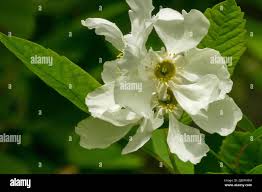 Image result for Sida serratifolia