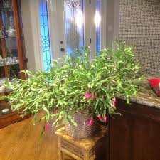 Here's what you need to know about repotting christmas cactus including when & how to do it along with the best soil mix to use.christmas cactus, although lovely w… 100 Year Old Christmas Cactus Still Blooming In Lisle