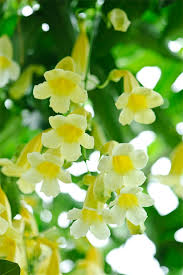 Image result for Hyparrhenia anemopaegma