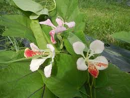 Image result for Bauhinia purpurea