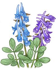 Corydalis ambigua | Medical Herbs