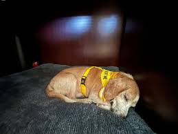 Berkeley Animal Center added a...