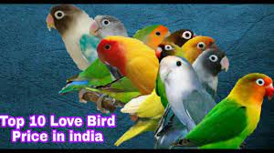 High quality peach face lovebird gifts and merchandise. Top 10 Lovebird Price In India Youtube