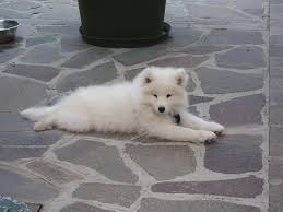 Find the perfect samoyed puppy for sale in california, ca at puppyfind.com. Pennysaver Akc Registered Superb Samoyed Puppies For Sale In Sacramento California Usa