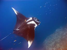 Giant Oceanic Manta Ray Wikipedia