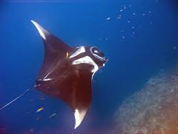 giant oceanic manta ray wikipedia