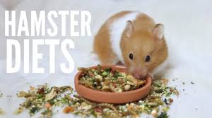 More images for how often should i feed my hamster » How Often Should I Feed My Syrian Hamster Cheap Buy Online
