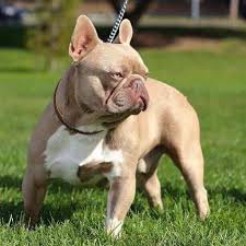 The french bulldog is a small sized domestic breed that was an outcome of crossing the ancestors of bulldog brought over from england with the local. Australian Testable Chocolate And Isabella French Bulldog Posts Facebook