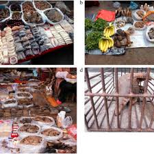 May 19, 2021 · pangolin png current price: Pdf Pangolin Trade In The Mong La Wildlife Market And The Role Of Myanmar In The Smuggling Of Pangolins Into China
