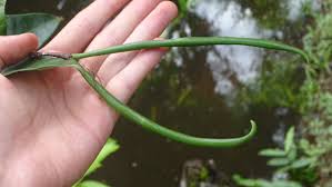 Image result for Malouetia