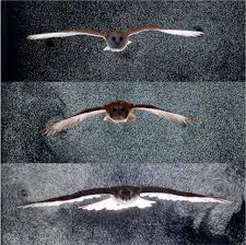 Explore a wide range of the best bubble bottoms on aliexpress to find one that suits you! High Aerodynamic Lift From The Tail Reduces Drag In Gliding Raptors Journal Of Experimental Biology