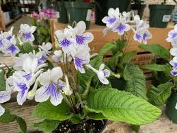 Image result for Streptocarpus kamerunensis