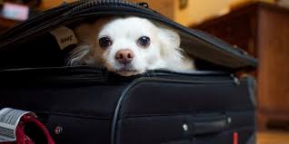 Your Guide To What Is Not Allowed On A Plane Carry-On - Kayak