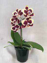 Phalaenopsis Brown Sugar Ms26 Tyler Carlson X Brown Penny Z 22060 Phalaenopsis Plants Orchids By Hausermann