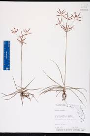 Image result for Cyperus sp.no.7