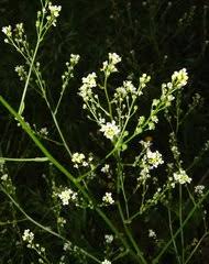 Image result for Crambe kilimandscharica