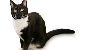 To do this, the researchers sent out a questionnaire to an international array of cats (or, rather, their humans), and the results identified 5 distinct feline characteristics: Cat Facts Fun Trivia About Tuxedo Cats With Tuxie Tude Cattime
