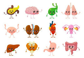 Pancreas Cartoon Stock Photos And Royalty Free Images Vectors And Illustrations Adobe Stock Download high quality pancreatic cartoons from our collection of 41,940,205 cartoons. pancreas cartoon stock photos and