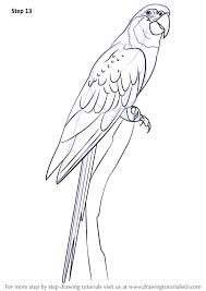 Learn How To Draw A Blue Throated Macaw Birds Step By Step Drawing Tutorials Parrots Art Bird Drawings Parrot Drawing