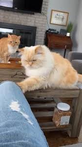 Dr Doolittle Here Talking To The Humans Video In 2020 Cute Animals Cute Baby Animals Animals