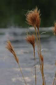 Image result for Andropogon ligulatus