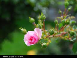 Karanligi Aydinlatan Isik Cicekler Pretty Roses Rose Family Rose