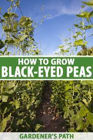How To Plant And Grow Black Eyed Peas Gardener S Path