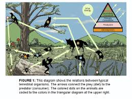 Food chain length is another way of describing food webs as a measure of the number of species encountered as energy or nutrients move from the plants to top predators.: Usgs You Are What You Eat