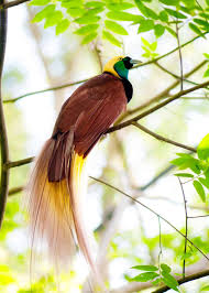 Lesser Bird Of Paradise Images 15 Of The Most Beautiful Birds In The World Pictures Videos Beautiful Birds Greater Bird Of Paradise Most Beautiful Birds