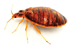 Smart televisions are featured in guestrooms. Bed Bugs Chicago More Than One Way To Kill Them Rose Pest Solutions